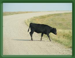 Cow on Road (5) * 3072 x 2304 * (1.49MB)